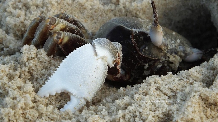 crab at panambur beach